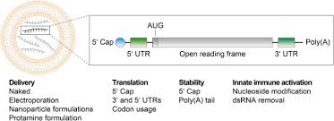 structure of mRNA