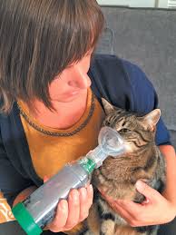 We tend to see asthma more often in in young to. Getting A Handle On Feline Asthma Tufts Catnip