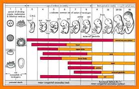 5 Trimesters Of Pregnancy Chart Management On Call