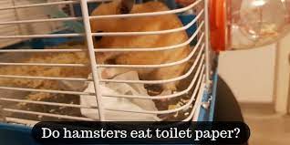 Do Hamsters Eat Toilet Paper What Do
