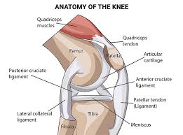 inner knee pain why does the inside of