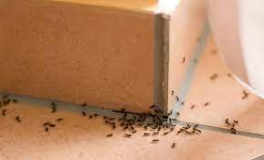 invasion de fourmis dans la maison