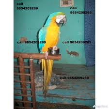 hand tamed macaw parrot delhi