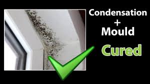 get rid of black mold and clean mould