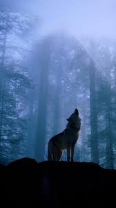 Forest Wolf iPhone Wallpapers - Top ...