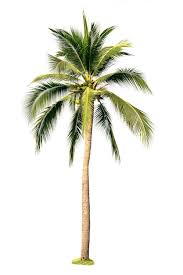 66 000 palm tree pictures