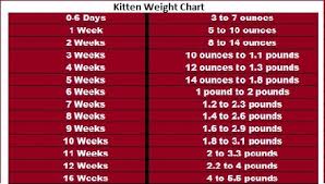 Paradigmatic Kitten Age Progression Cat Weight Loss Chart