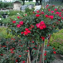 knock out rose tree rosa radrazz in
