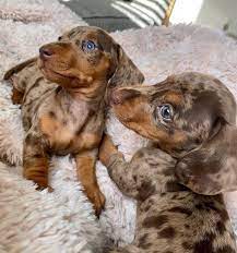 purebred dachshund puppies for re homing