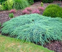 juniperus x squamata blue carpet