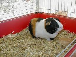 keeping guinea pigs as pets
