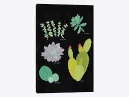 Succulent Plant Chart Iii Canvas Art Print Wild Apple Portfolio Icanvas