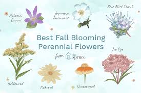 White, pink or blue flowers. 14 Best Fall Blooming Flowers For Your Perennial Garden