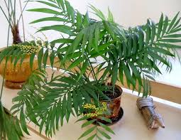 Стъблата на различните видове палми са много разнообразни по форма. Stajni Rasteniya Podobni Na Palmi Vidove I Imena
