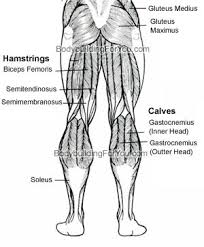 Image result for legs muscle anatomy