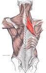 rhomboid muscle