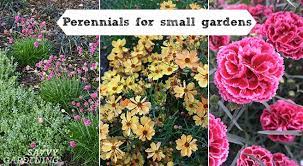 Perennials For Small Gardens Flowers