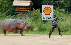 Image result for hippos