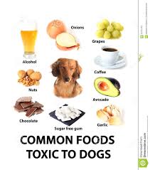 Foods Toxic To Dogs Stock Image Image Of Nuts Informative