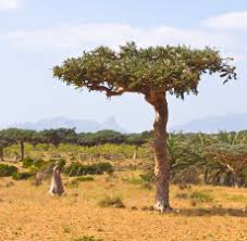 Image result for myrrh tree