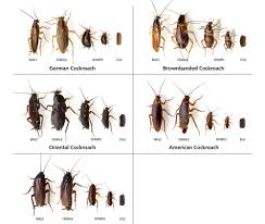 roach life cycle life span more