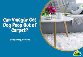 can vinegar get dog out of carpet