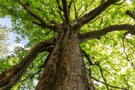 Image result for the dongoyaro tree