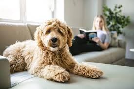 pet dander removal cleaning services