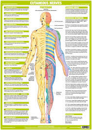 Cutaneous Nerves Anatomy Chart Posterior
