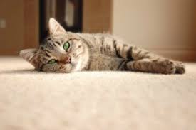 cleaning cat vomit stains from carpet