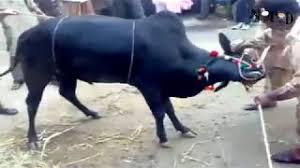 Qurbani in saudi arabia | bakra qurbani in jeddah saudi arabia. Expert Qasai Slaughter Cows For Ijtemaai Qurbani Pakistan Eid Ul Adha Cee Ø¯ÛŒØ¯Ø¦Ùˆ Dideo