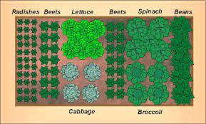 fall vegetable garden layout for a 4 x8