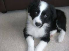 Image result for black and white border collie puppies