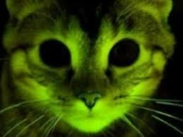 the glow in the dark kitty science
