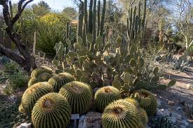Tucson Botanical Gardens Photos And