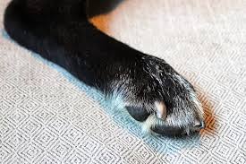 how to stop a dog s nail from bleeding