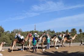 Camels are customarily used as a means of. Camel Ride In Gran Canaria Maspalomas Dunes 2021