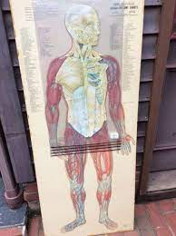 How do i contact an anatomical anatomy model? Anatomy Overlay Chart Overlay 3 Or More Histograms On One Tableau Chart Uk Visa Cash Advance