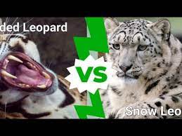 snow leopard vs clouded leopard