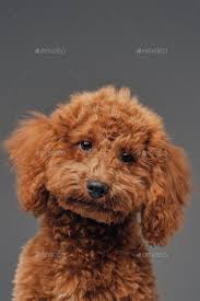 cute miniature poodle with peach fur