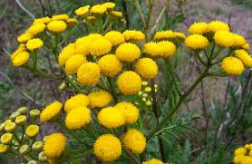 Tanacetum - Wikipedia