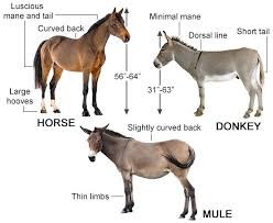 Image result for mule
