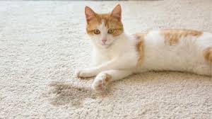 how to remove cat from carpet