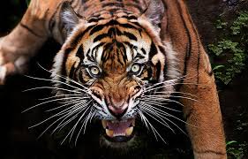 tiger images browse 820 392 stock