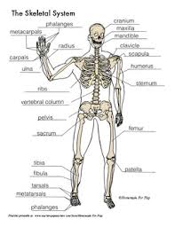 Skeletal System Diagrams For Labeling With Reference