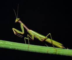 Image result for praying mantis