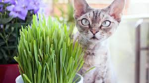 Grow Cat Grass Indoors