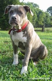 Check spelling or type a new query. Raising A Puppy 4 1 2 Months Old Spencer The Pit Bull