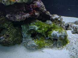 green hair algae in fish tanks
