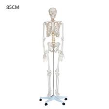 We did not find results for: Pendidikan Model Kerangka Manusia Buy Perempuan Skeleton Model Model Plastik Manusia Tulang Manusia Model Product On Alibaba Com